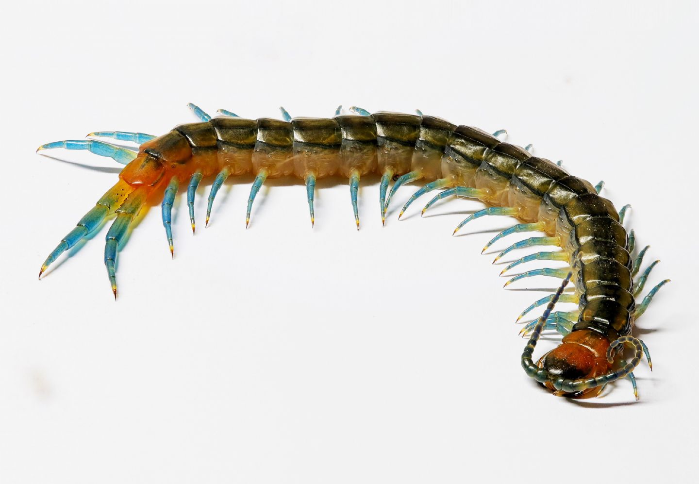 Scolopendra cingulata (Scolopendridae)